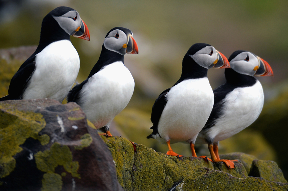 Farne Island puffins